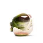 Sandales en forme de poissons - Kf s b a ba b dbff e cbdfc w - Summer Waterfun